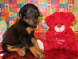 Doberman Pinscher Puppy