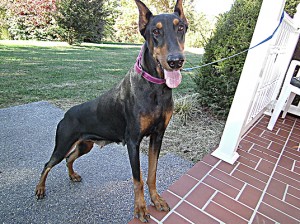 Dobermans for Sale