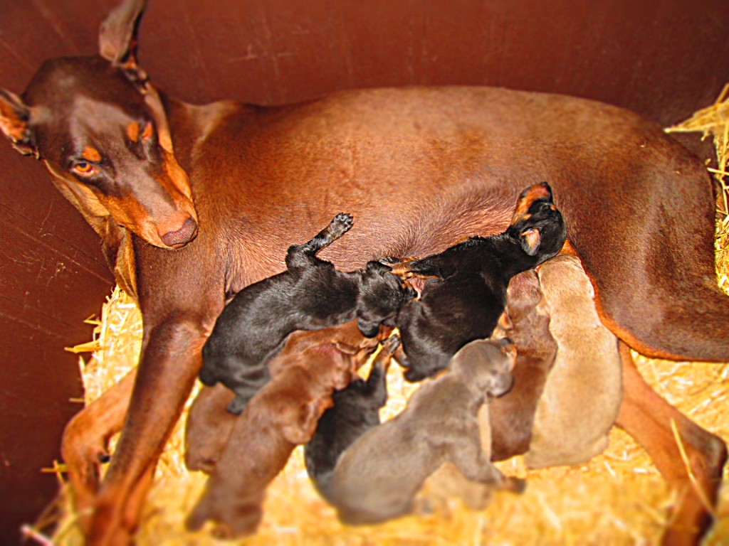 Doberman Pinscher Puppy Breeders in Kentucky Henson's Doberman Pinscher Puppies