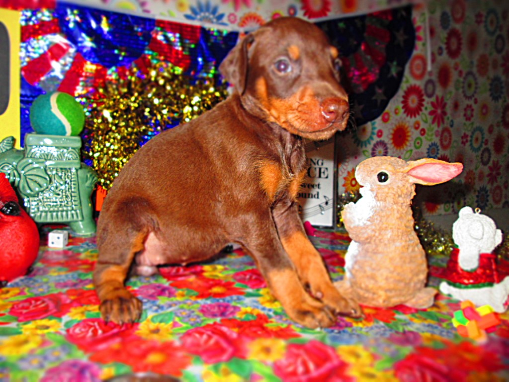 Doberman Pinscher Puppy Breeders in Kentucky Henson's Doberman Pinscher Puppies