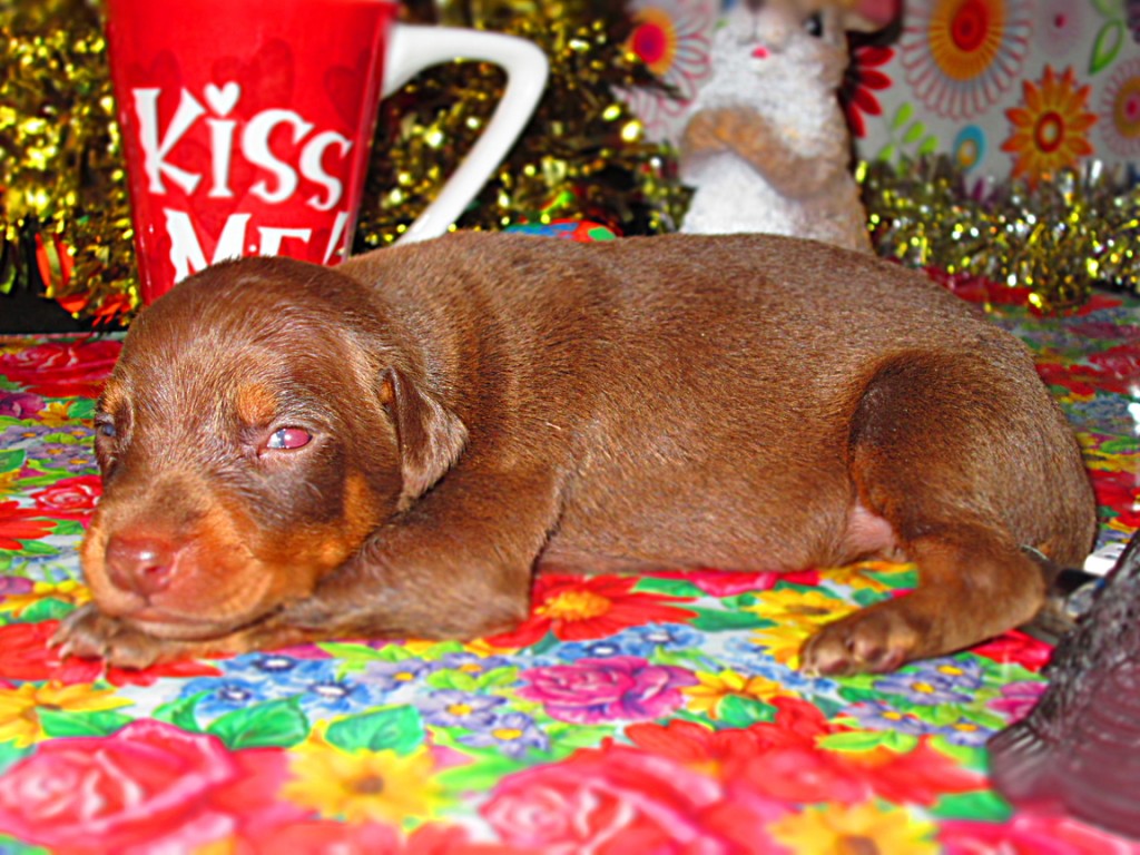 Doberman Pinscher Puppy Breeders in Kentucky Henson's Doberman