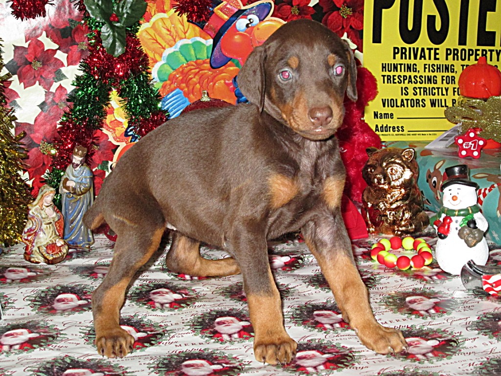 Doberman Pinscher Puppy Breeders in Kentucky Henson's Doberman Pinscher Puppies