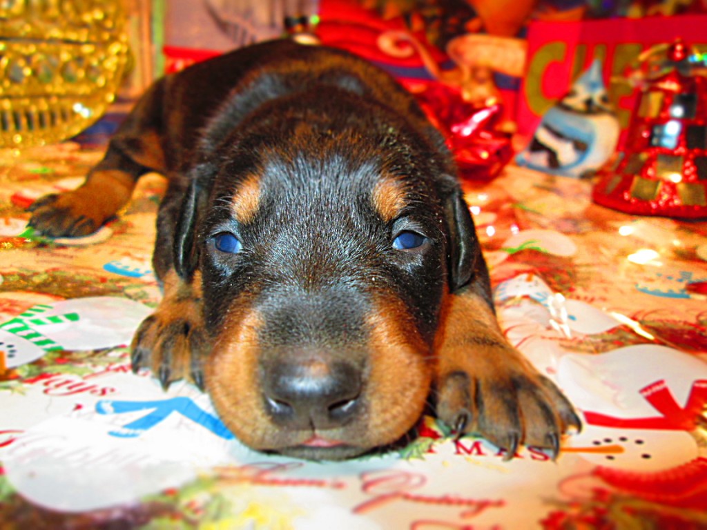 Doberman Pinscher Puppy Breeders in Kentucky Henson's Doberman Pinscher Puppies