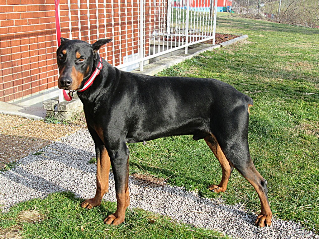 Doberman Pinscher Puppy Breeders in Kentucky Henson's Doberman