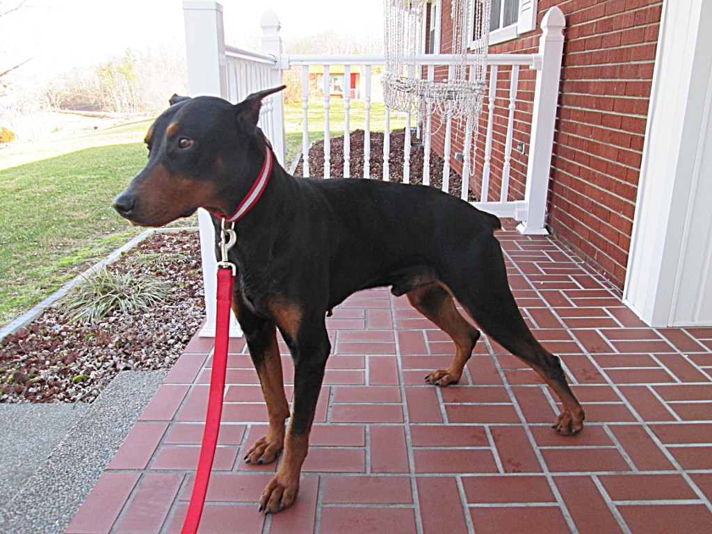 Doberman Pinscher Puppy Breeders in Kentucky Henson's Doberman Pinscher Puppies