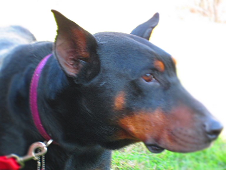 Doberman Pinscher Puppy Breeders in Kentucky Henson's Doberman Pinscher Puppies