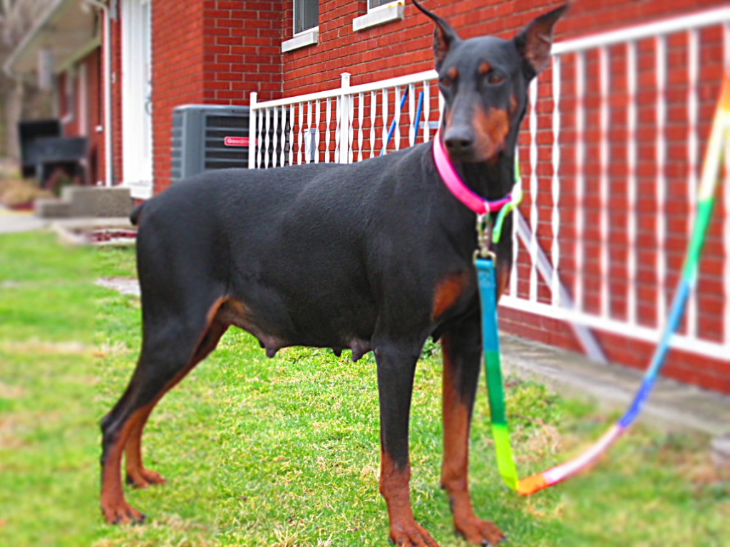 Doberman Pinscher Puppy Breeders in Kentucky Henson's Doberman