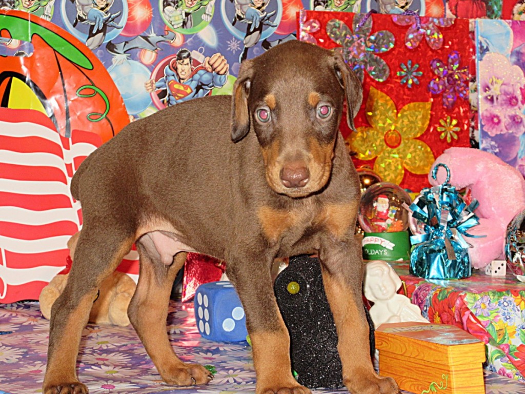 Doberman Pinscher Puppy Breeders in Kentucky Henson's Doberman Pinscher Puppies