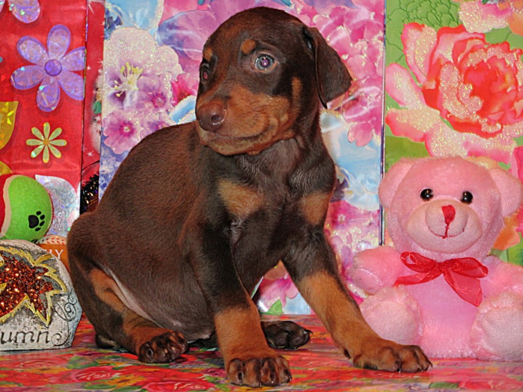 Doberman Pinscher Puppy Breeders in Kentucky Henson's Doberman