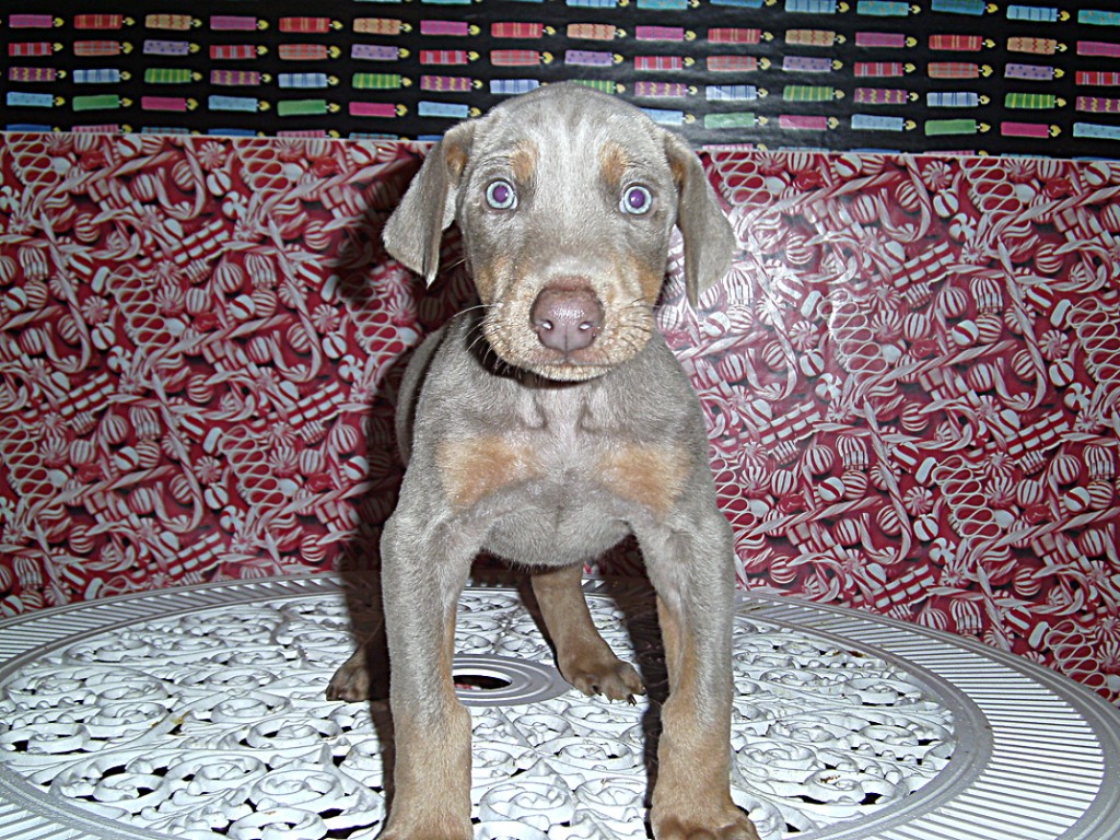 Doberman Pinscher Puppy Breeders in Kentucky Henson's Doberman Pinscher Puppies