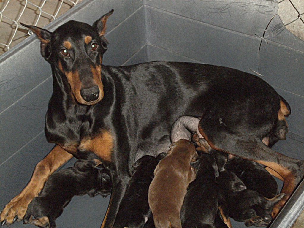 Doberman Pinscher Puppy Breeders in Kentucky Henson's Doberman Pinscher Puppies