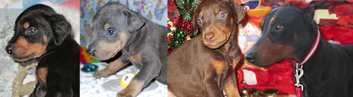 doberman puppies for sale in ky doberman pinscher puppies for sale in kentucky henson s doberman pinscher puppies doberman puppies for sale in ky doberman pinscher puppies for sale in kentucky henson s doberman pinscher puppies