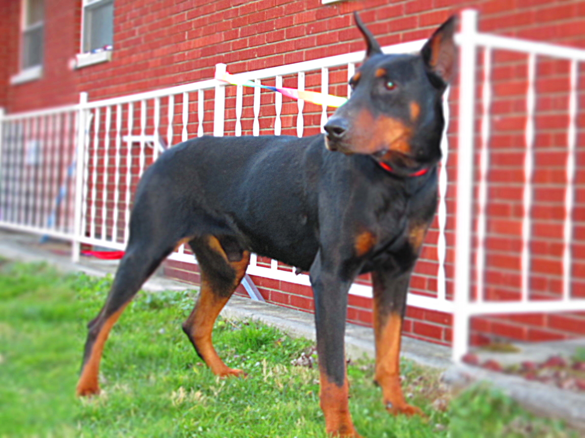 15 HQ Pictures European Doberman Puppies For Sale Illinois / Stud Dog - European Doberman Stud - Breed Your Dog