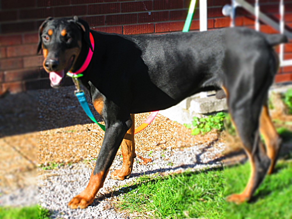 Doberman Pinscher Puppy Breeders in Kentucky Henson's Doberman