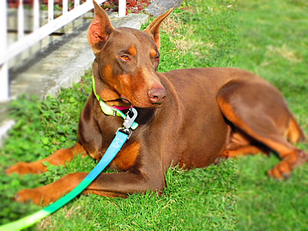 Doberman Pinscher Puppy Breeders in Kentucky Henson's Doberman