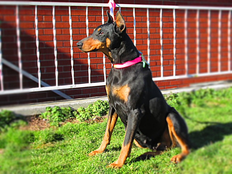 Doberman Pinscher Puppy Breeders in Kentucky Henson's Doberman Pinscher Puppies