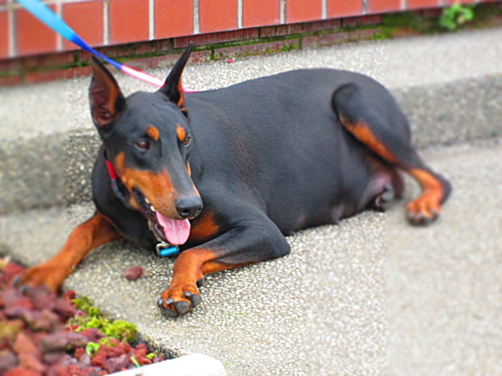 Doberman Pinscher Puppy Breeders in Kentucky Henson's Doberman Pinscher Puppies