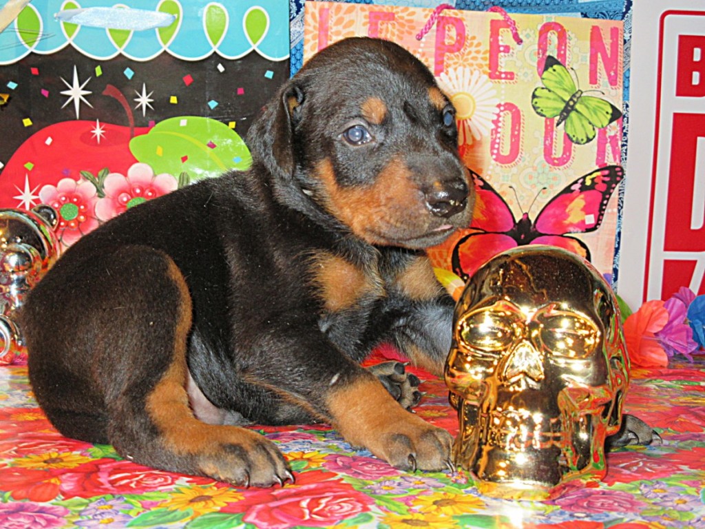 Doberman Pinscher Puppy Breeders in Kentucky Henson's Doberman Pinscher Puppies