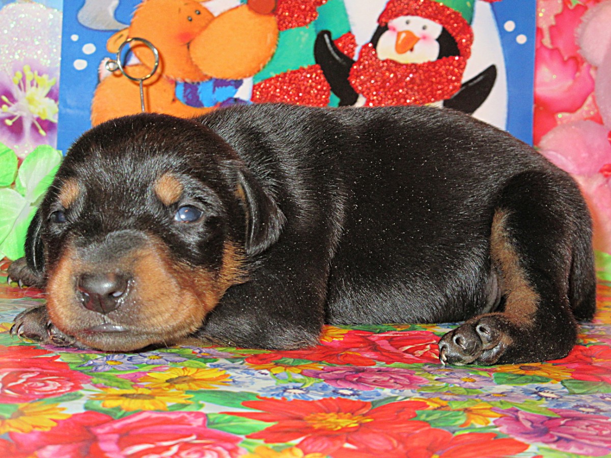 rsz_img_5151 - Henson's Doberman Pinscher Puppies