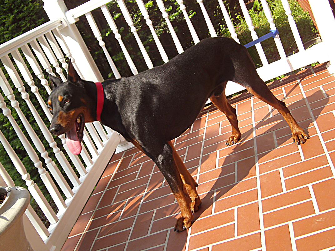 Doberman Pinscher Breeder & Puppies for Sale in Ohio ...