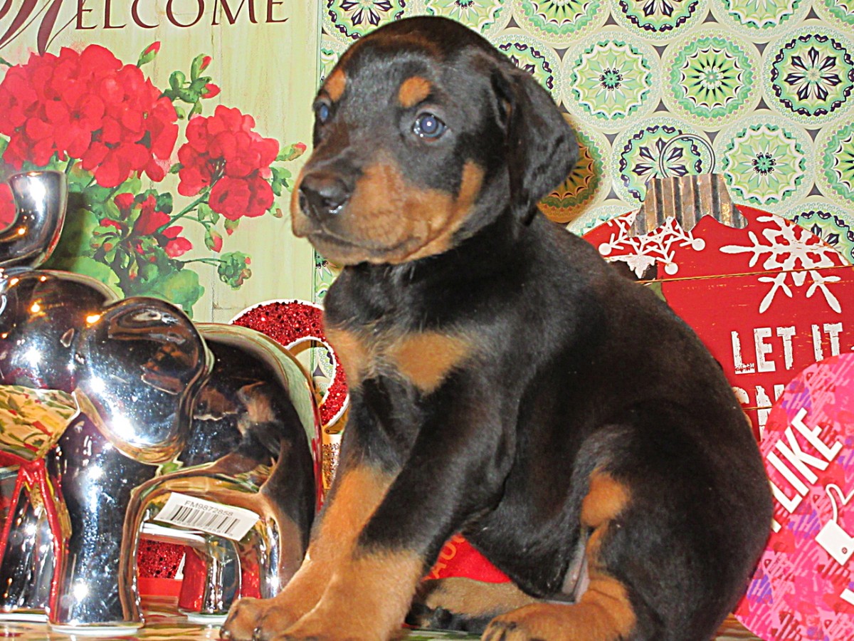 43+ Cute Doberman Puppies For Sale In Ohio Image Codepromos