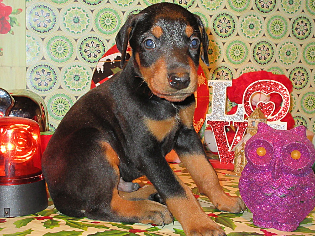 Doberman Pinscher Breeder & Puppies for Sale in Ohio Henson's