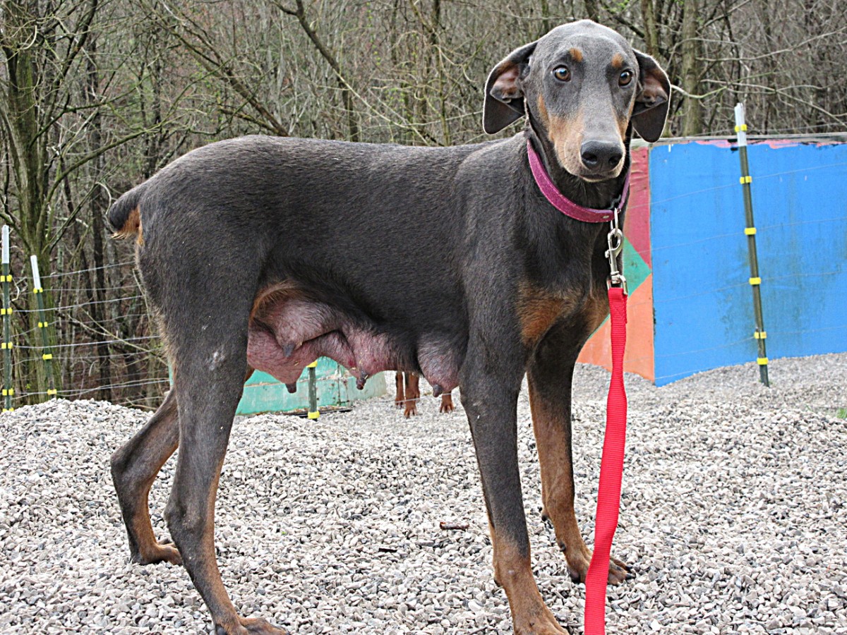 Doberman Pinscher Breeder & Puppies for Sale in Ohio