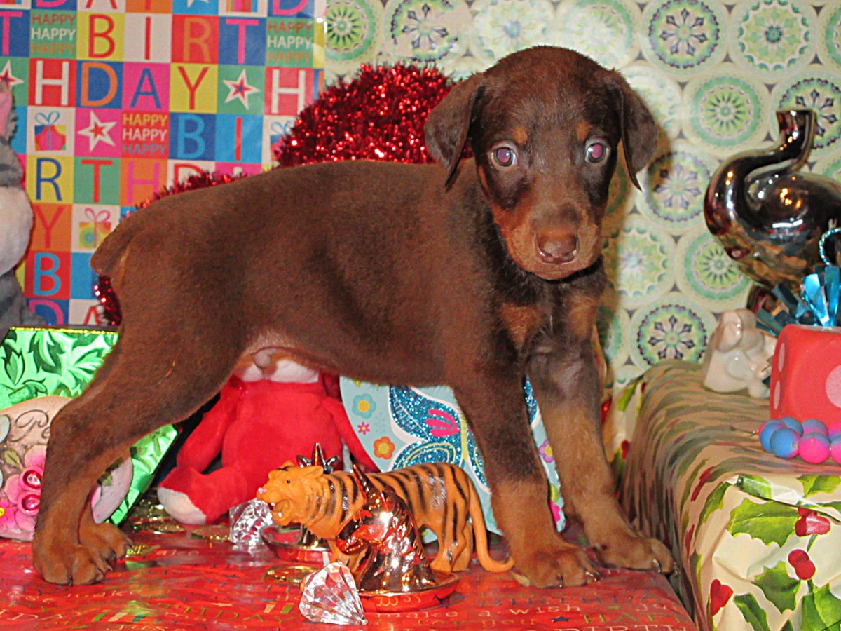 43+ Cute Doberman Puppies For Sale In Ohio Image Codepromos