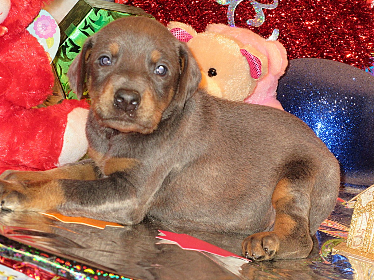 35 Doberman Puppies Salem Oregon PNG
