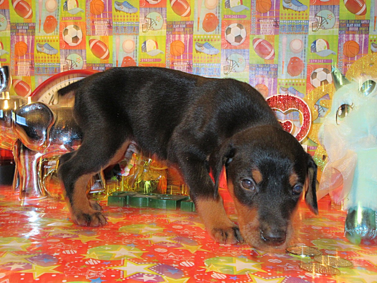 43+ Cute Doberman Puppies For Sale In Ohio Image Codepromos