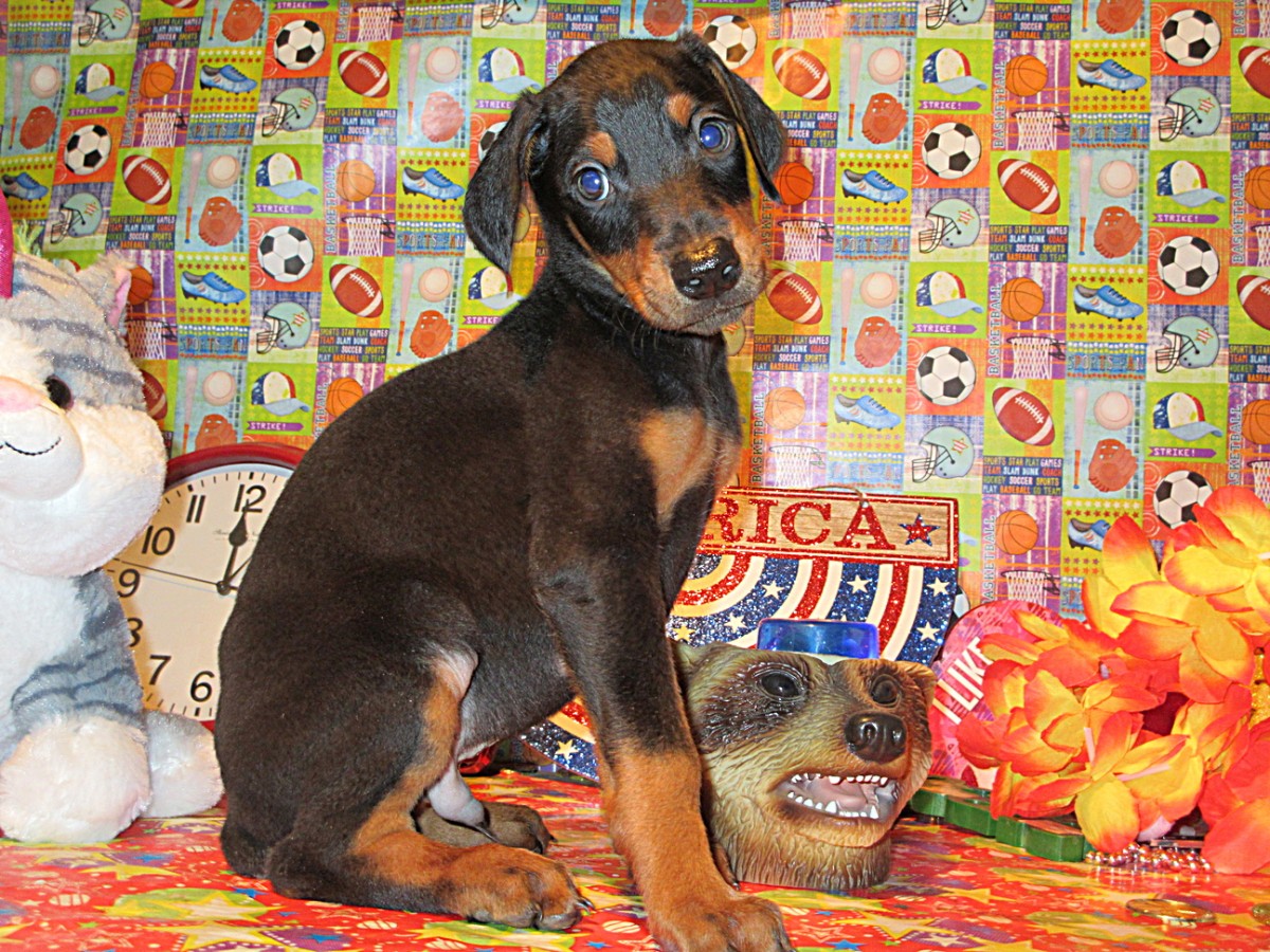 Doberman Pinscher Breeder & Puppies for Sale in Ohio ...