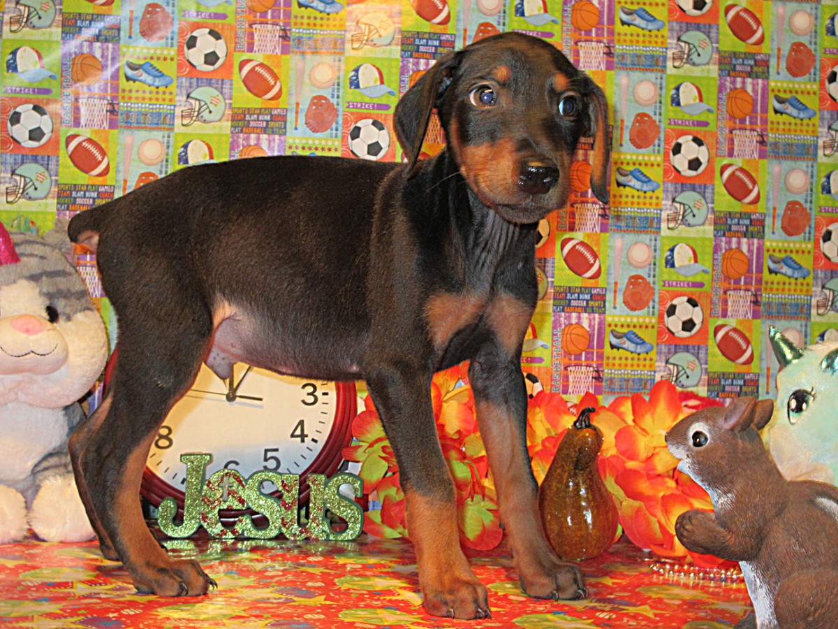 Doberman Pinscher Breeder & Puppies for Sale in Ohio ...