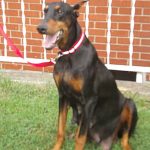 Doberman Pinscher Puppy Breeders in Kentucky at Henson's Doberman Pinscher Puppies