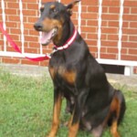 Doberman Pinscher Puppy Breeders in Kentucky at Henson's Doberman Pinscher Puppies