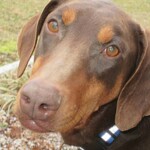Doberman Pinscher Puppies in Kentucky at Henson's Doberman Pinscher Puppies