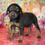 Doberman Pinscher puppy for sale