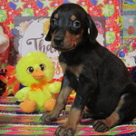 Doberman Pinscher Puppies in Kentucky at Henson's Doberman Pinscher Puppies
